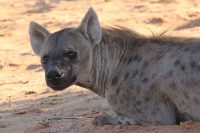 hyenamassa